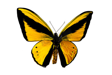 有黄色翅膀的大蝴蝶，在白色背景上隔离