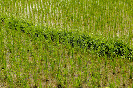 稻田里，草地上绿油油的稻芽。