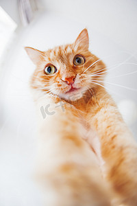 可爱的姜猫，脸上表情滑稽，底视图。