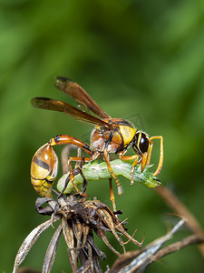 纸黄蜂的形象正在吃蠕虫受害者。