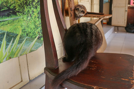 咖啡价格摄影照片_印度尼西亚巴厘岛一家咖啡店里，黑色雄性亚洲棕榈果子狸躺在木椅上休息。
