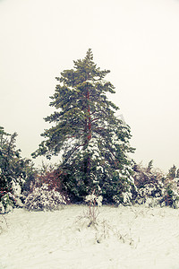 冬季风景与一棵松树