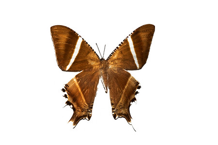 有棕色翅膀的大蝴蝶，隔离在白色，nyctaelemon patroclus