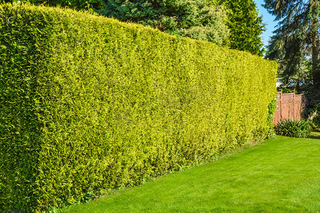 后院摄影照片_住宅院子里的高树篱和绿色草坪