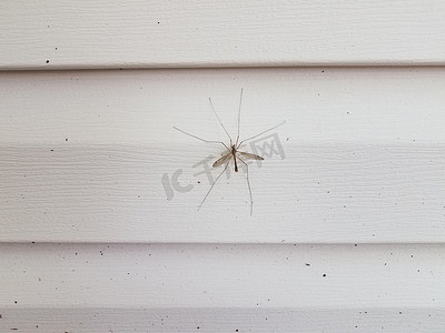 白色房屋壁板上的大型鹤蝇或食蚊虫