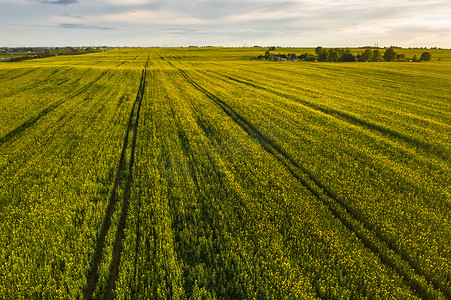 白俄罗斯农业区雨后黄色油菜田的顶视图。农业部门发展的概念