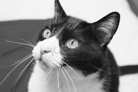 黑白相间的猫，表情警惕