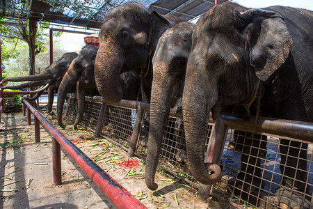 几头大象在泰国 Phra Nakhon Si Ayutthaya 府展示。
