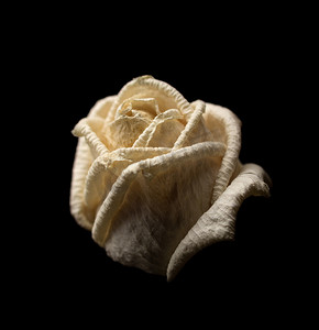 在黑暗的背景上枯萎的白玫瑰
