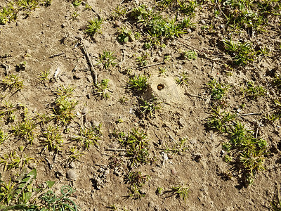 草地蜜蜂摄影照片_孤独的蜜蜂土丘和草地和泥土