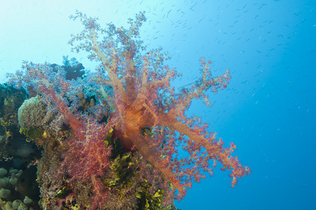 软珊瑚在礁石上的特写