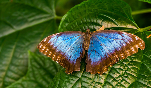 一只张开翅膀的 Peleides 蓝色大闪蝶的美丽特写，来自美国的热带昆虫