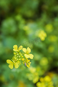一朵黄色的野花，有几个开放的四瓣花蕾。