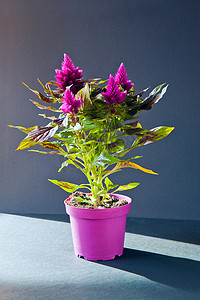 美丽阳光下的紫花和红落新妇紫花盆