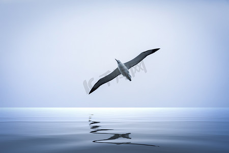 信天翁鸟在海上
