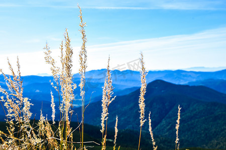 抽象的自然背景与潘帕斯草在蓝天和云彩的背景下在山上。