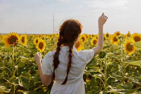 女人的背在一片盛开的向日葵开花植物的田野里