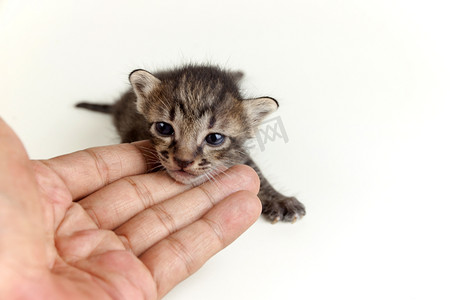 喂养小猫摄影照片_人手温柔和棕色虎斑小猫