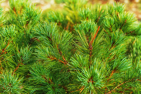 灌木日本石松 Pinus Pumila 的针叶。