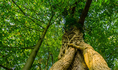 业财融合摄影照片_荷兰布雷达利斯博斯森林中一棵融合树干的特写，树木生长在一起