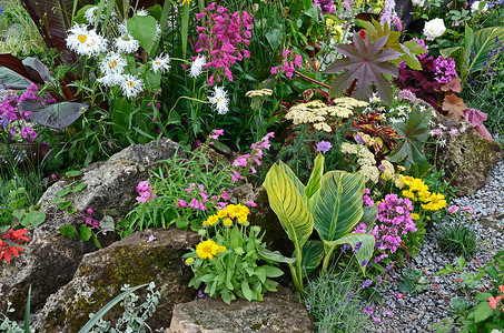 粉色边框摄影照片_色彩缤纷的岩石边界与野生混合花的种植