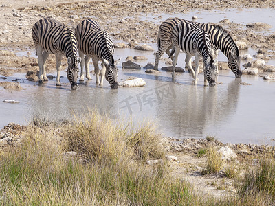 埃托沙摄影照片_非洲纳米比亚埃托沙国家公园的斑马。