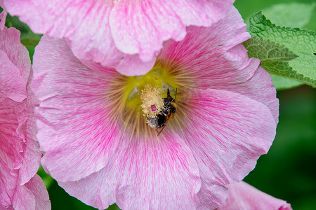 大青树摄影照片_常见的蜀葵 (Alcea rosea) 在花园里