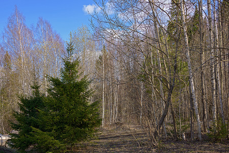 树顶摄影照片_混交林中的树顶映衬着蓝天白云。