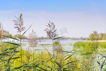 芦苇花摄影照片_芦苇花