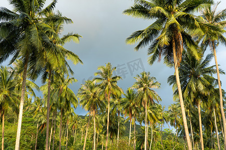 棕榈树林。