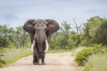 大象象摄影照片_南非克鲁格国家公园的非洲丛林象