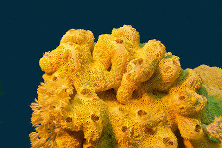 热带海域有大黄海海绵的珊瑚礁