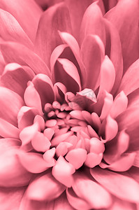 鲜花广告背景摄影照片_抽象花卉背景，粉红色的菊花。