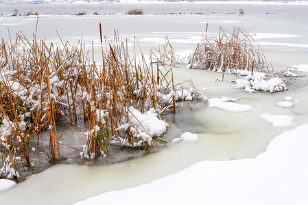 在寒冷多雪的冬日，第聂伯河上的芦苇。
