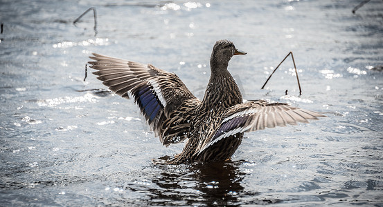 这里：一只木鸭正在做鸭子的事情——生活在林地湖泊中。