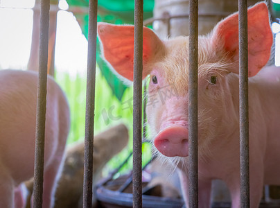 猪饲料摄影照片_农场里可爱的小猪。