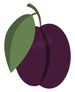 紫梅，插图，白色背景上的矢量