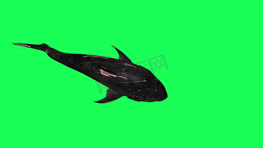 3d 插图-绿屏中的鲨鱼-背景