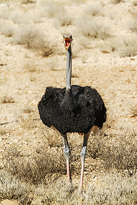 南非 Kgalagadi 跨境公园的非洲鸵鸟