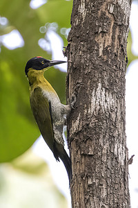 原始森林背景摄影照片_黑头啄木鸟 (Picus erythropygius) 的图像栖息在自然背景下的一棵树上。