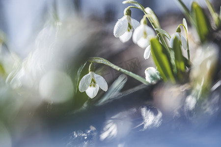 桂花摄影照片_温柔的春天花朵雪花莲预示着温暖的象征