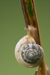 野生棕色蜗牛的头
