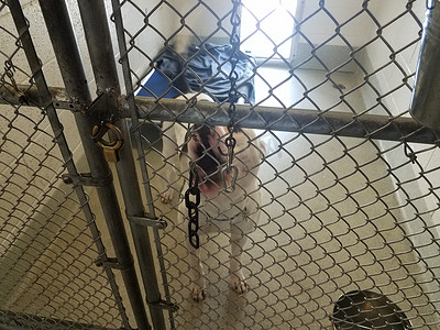 狗笼子摄影照片_白狗在带锁和链条的笼子里吠叫