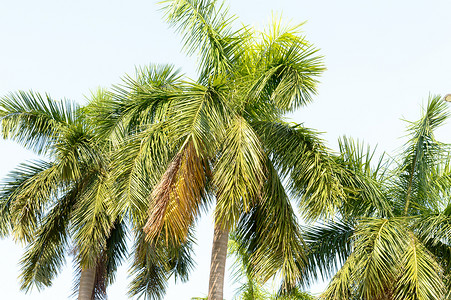 夏季日落时分，椰子棕榈树绿叶映衬着明亮温暖的浅蓝色天空，被日落阳光照亮。