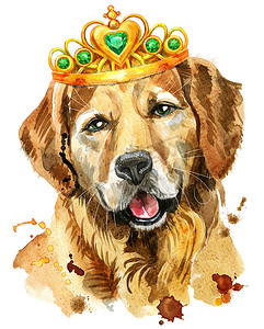 带皇冠的金毛猎犬水彩肖像