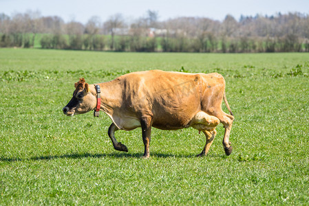 泽西牛在绿草上
