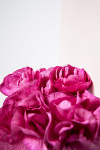 淡绿色丝带摄影照片_白色淡紫色背景上的粉红色紫色康乃馨。