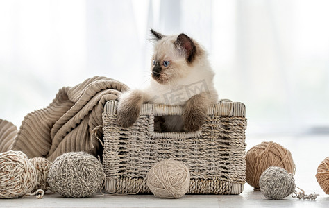 布娃娃小猫在带纱线的篮子里