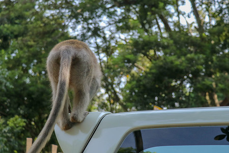 白色汽车车顶上顽皮的松鼠猴。