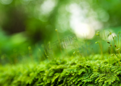 雨林中生长的水滴新鲜绿色苔藓的孢子体
